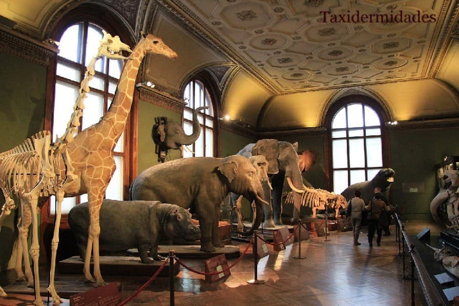 Lugar Museo de Historia Natural de Viena