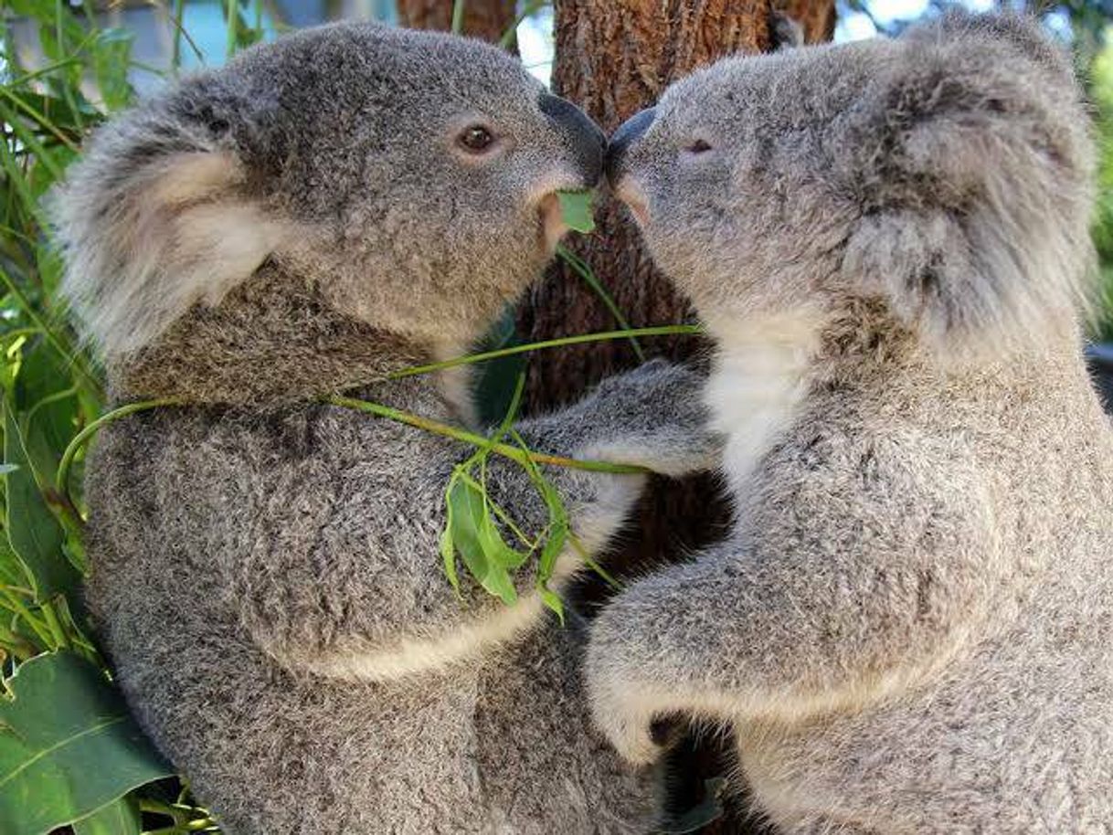 Fashion Koalas