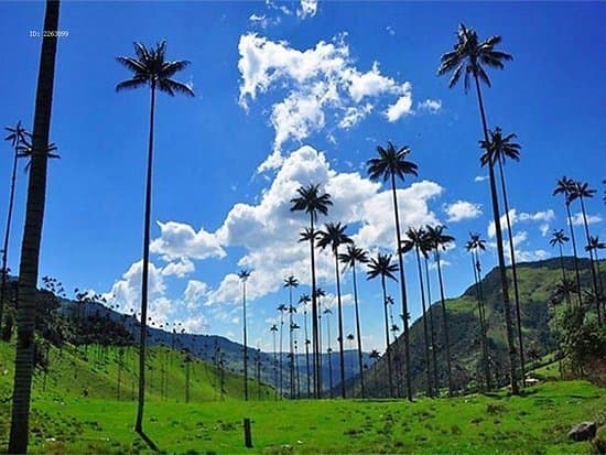 Restaurants Valle Del Cocora