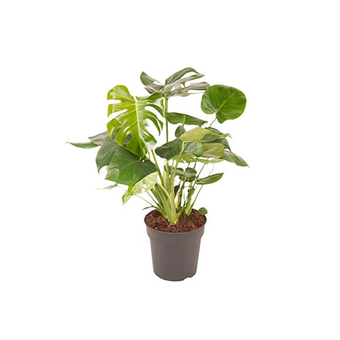 Producto Planta de interior de Botanicly - Hoja de ventana - Altura