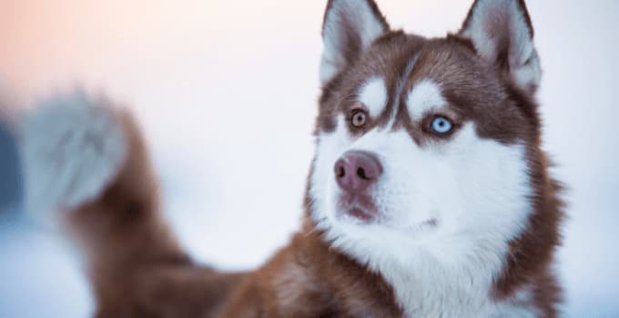 Fashion Husky siberiano