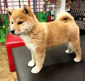 Moda Shiba inu