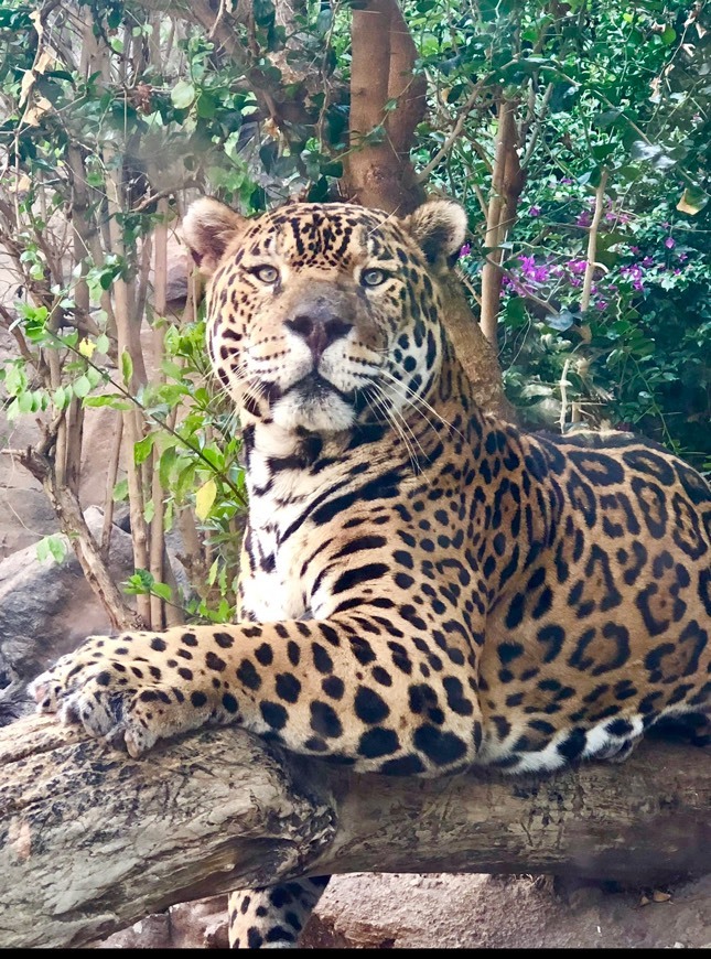 Lugar Loro Parque