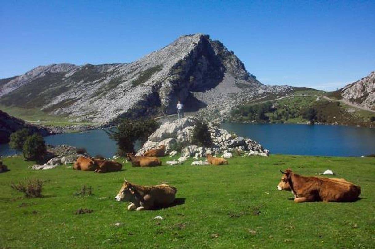 Lugar Lagos de Covadonga