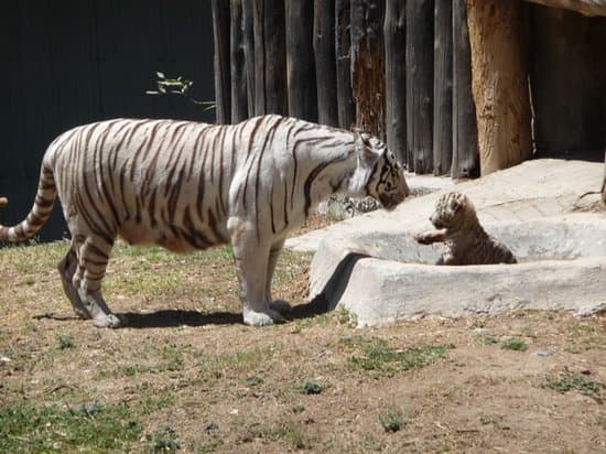 Lugar Zoológico Guadalajara