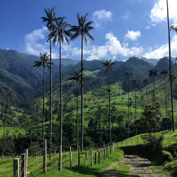 Restaurants Valle Del Cocora