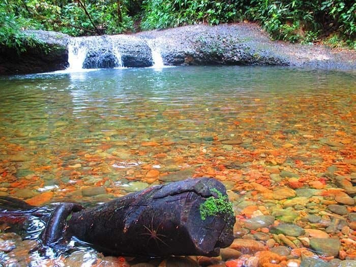 Place Reserva Natural San Cipriano Pacífico Colombiano