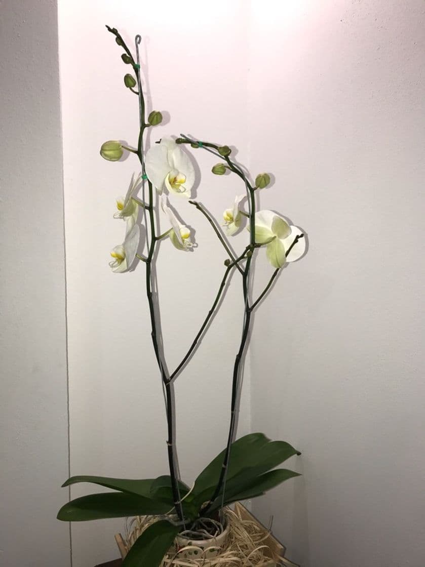 Producto Orquídea 