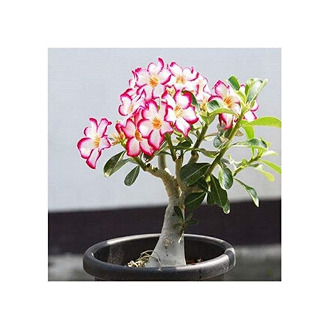 Producto ShopMeeko Seeds:Desert Rose Plants Flower Plants Adenium Obesum Office Indoor Bonsai Plant