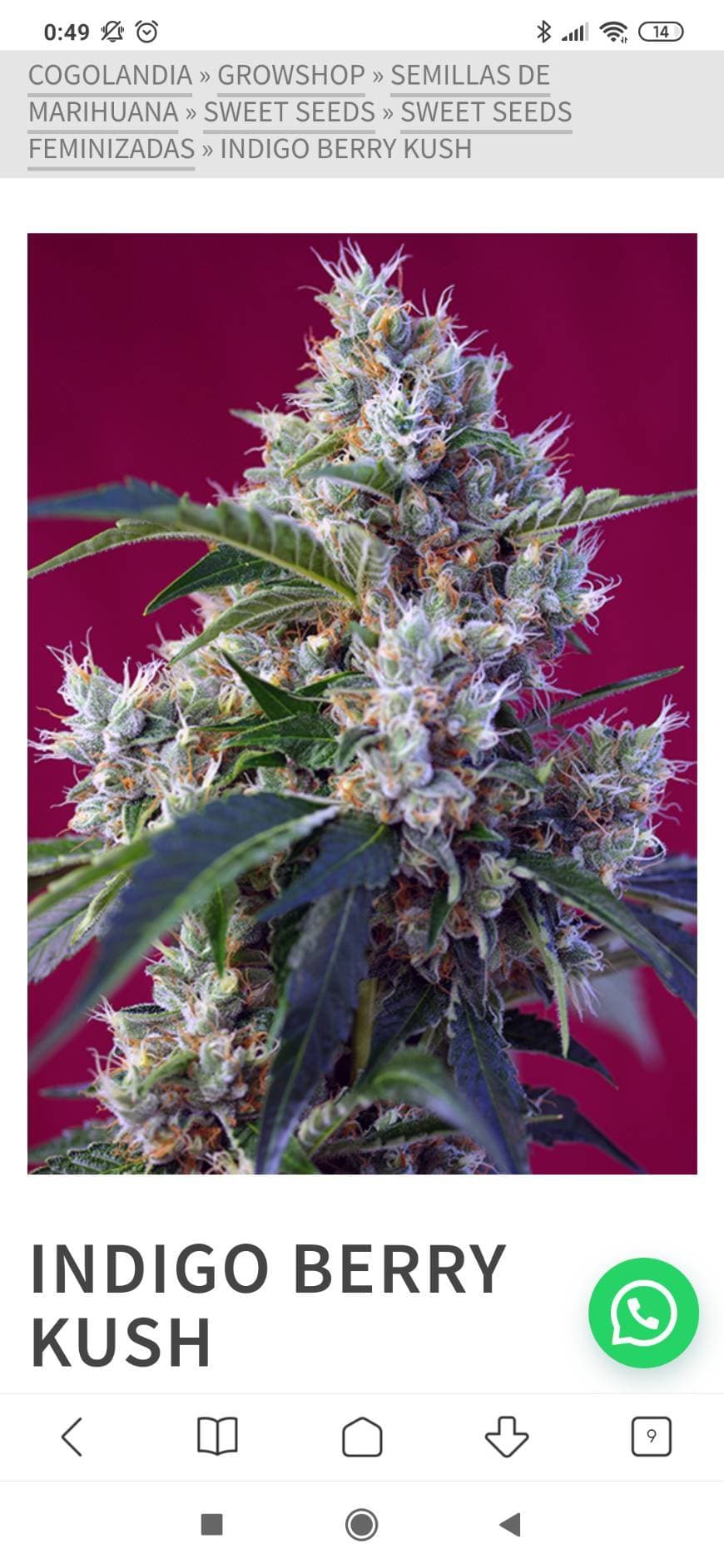 Fashion Semilla feminizada indigo berry kush