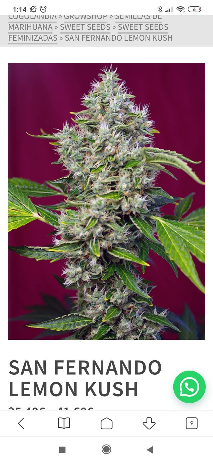 Fashion Semilla feminizada san fernando lemon kush