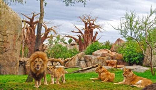 Lugar Bioparc Valencia