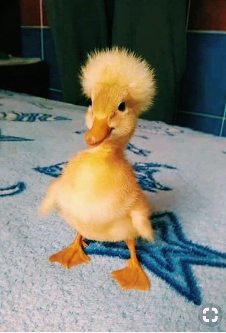 Fashion 🦆