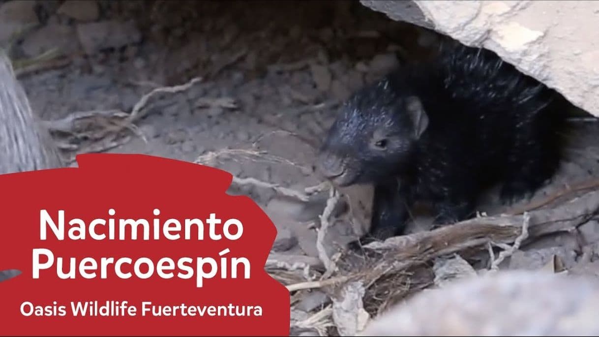 Moda ¡Ha nacido un Puercoespín! | Oasis Wildlife Fuerteventura - YouTube