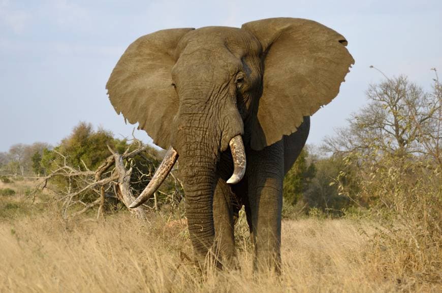 Lugar Parque nacional Kruger