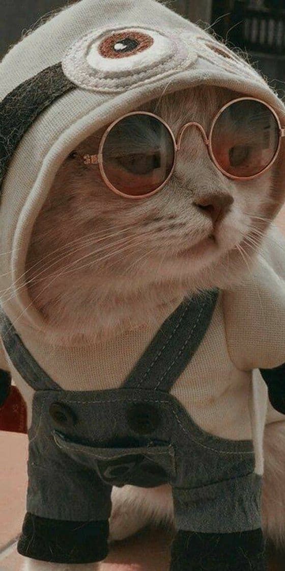 Moda Gatinho de oculos