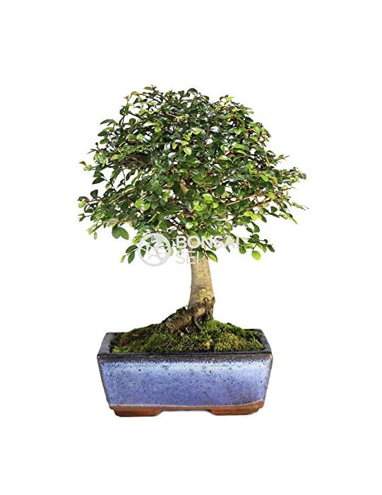 Product Bonsai - Olmo chino, 5 Años