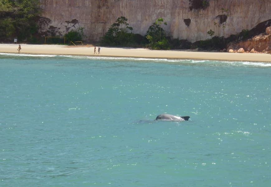 Lugar Baía dos Golfinhos