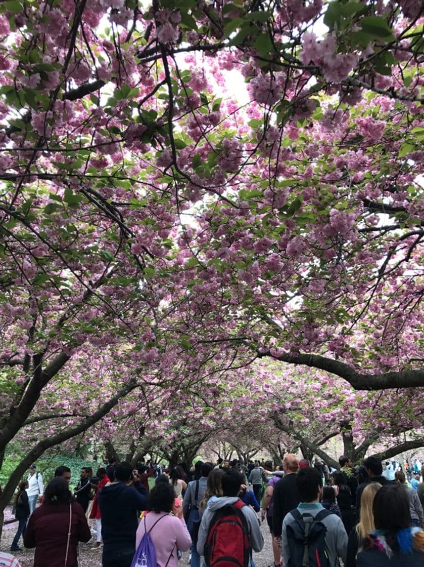 Place Brooklyn Botanic Garden