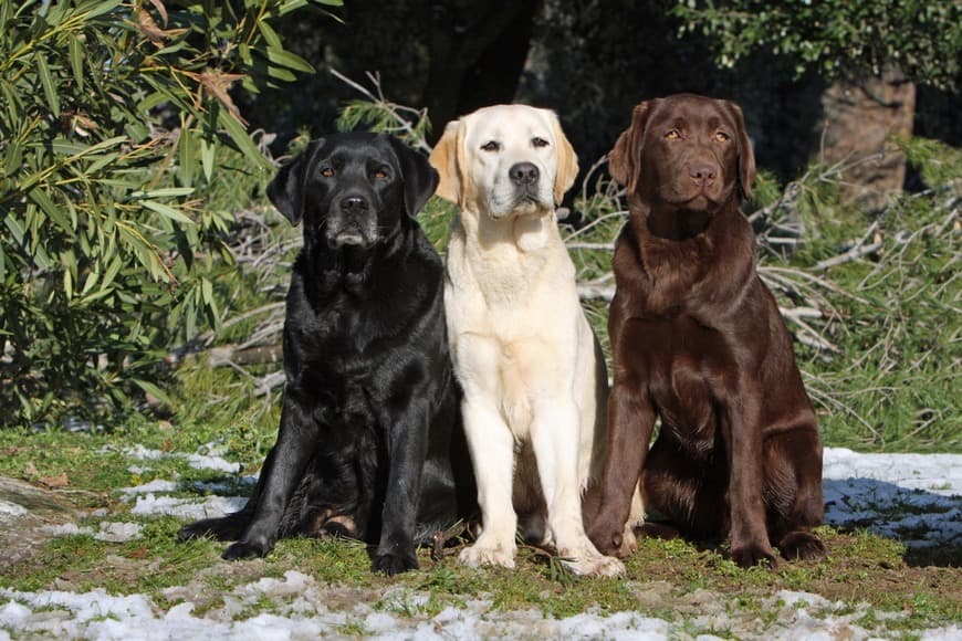 Fashion Labrador retriever 