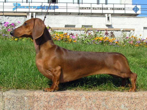 Fashion Dachshund