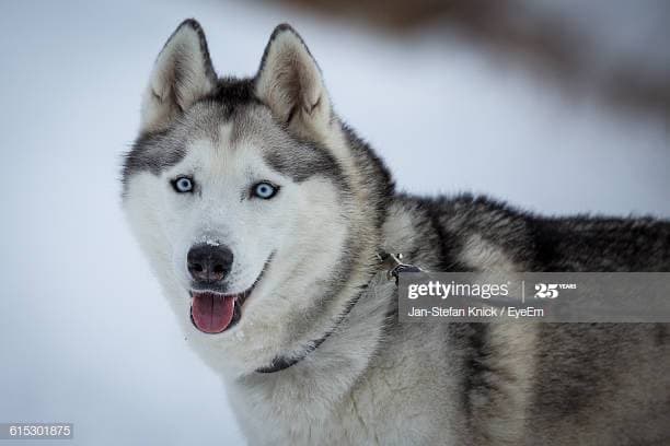 Fashion Husky siberiano 