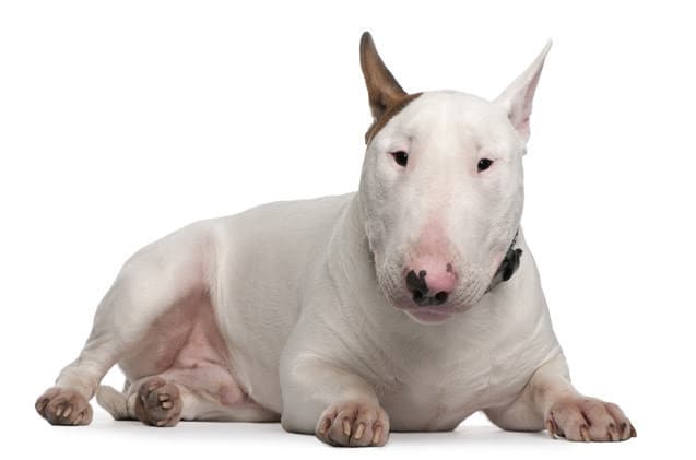 Fashion Bullterrier 