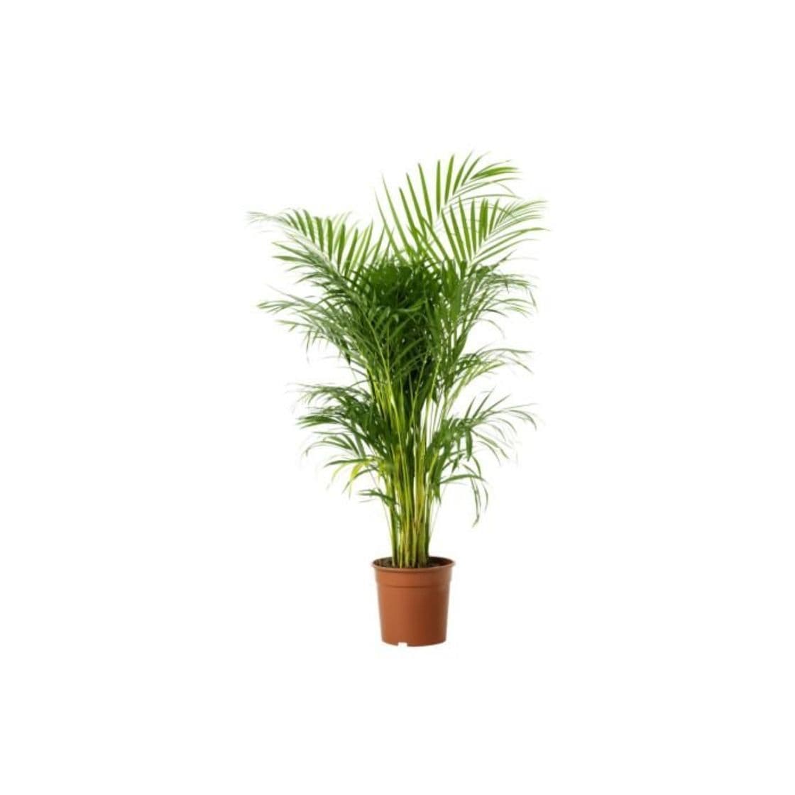 Product IKEA Chrysalidocarpus LUTESCENS - Planta en maceta