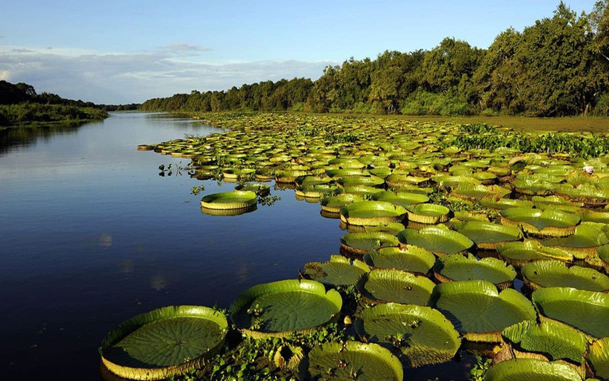 Place Esteros del Iberá