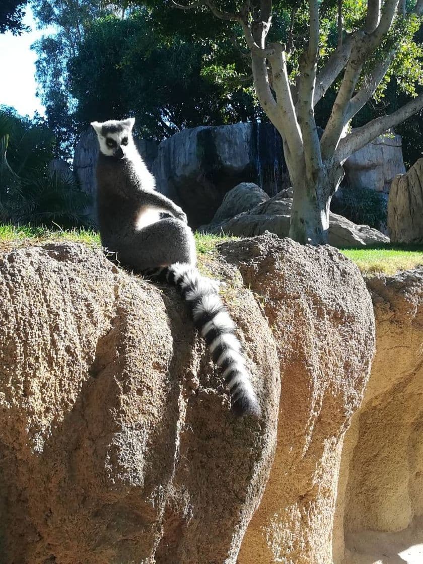 Lugar Bioparc Valencia