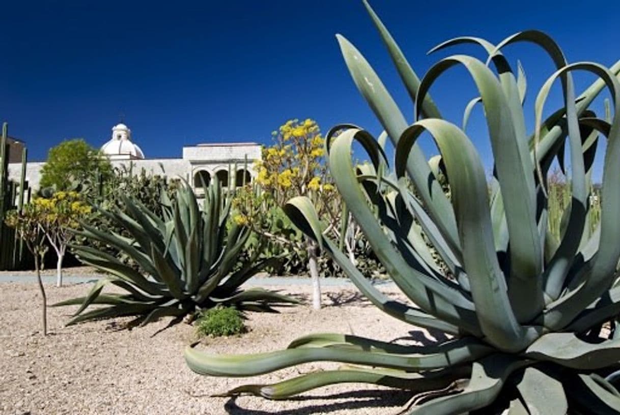 Place Jardín Etnobotánico de Oaxaca