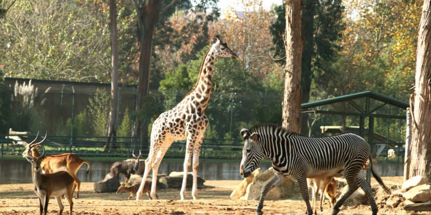 Place ZOO Santo Inácio