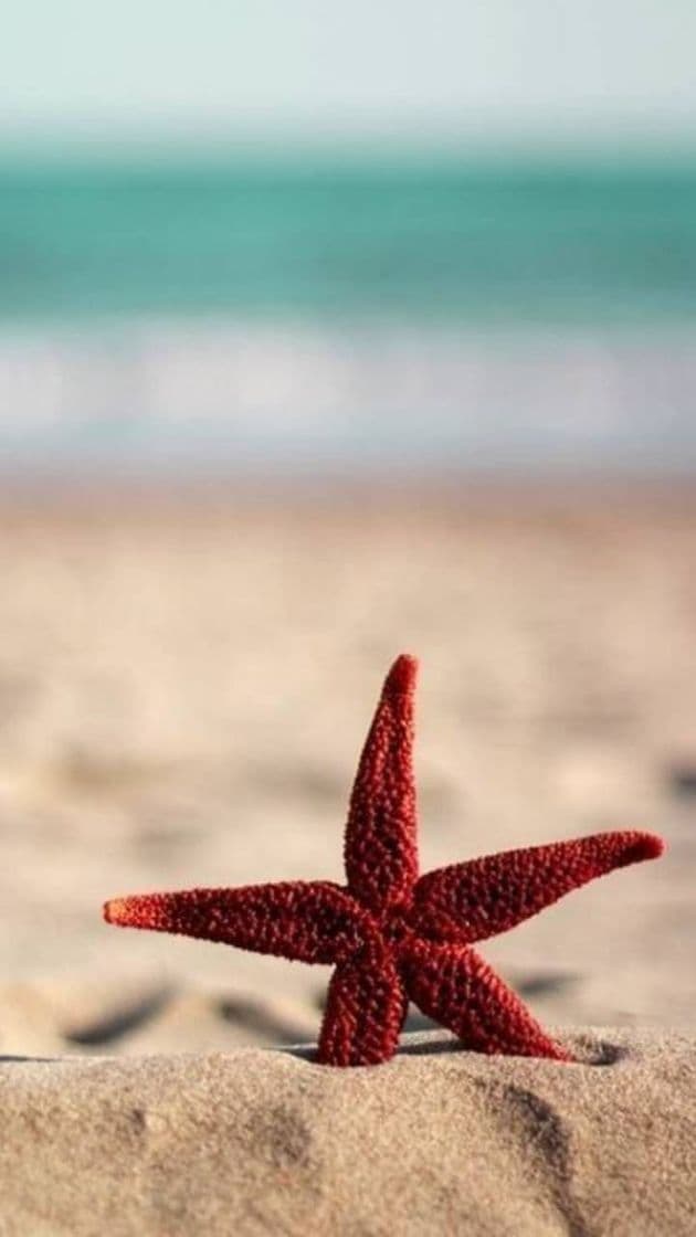 Moda starfish⭐🐠