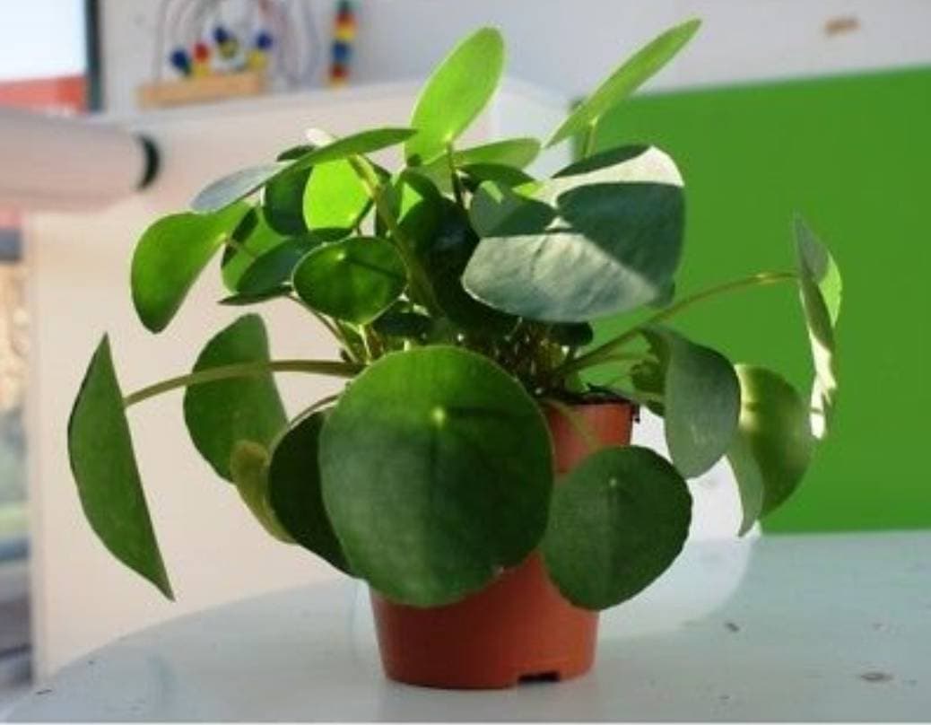 Fashion Pilea Peperomioides 12 cm