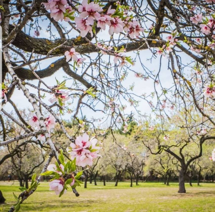 Place Parque de la Quinta de los Molinos