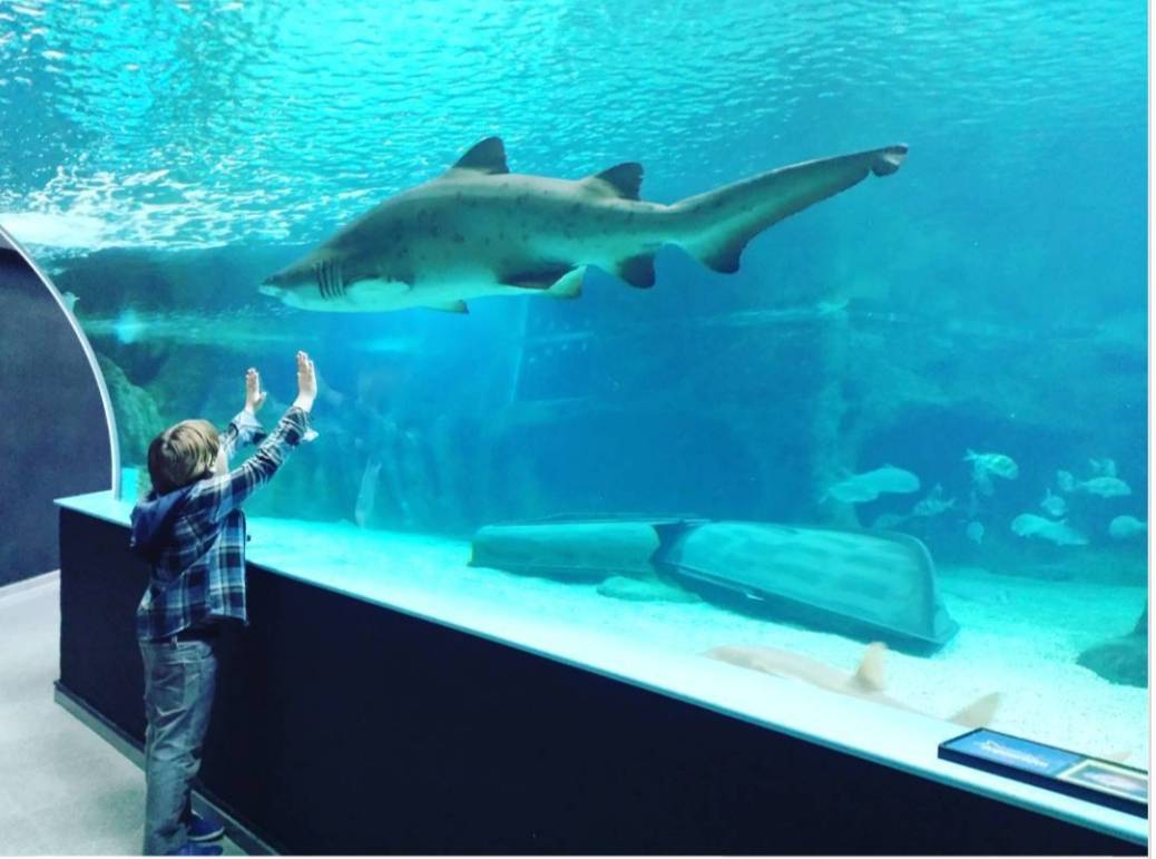 Lugar Aquarium Roquetas de Mar. Almería 