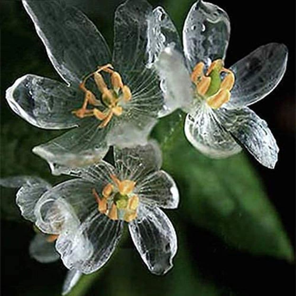 Producto Dovlen 200pcs Raro Exótico Blooming Plantas Transparente Flores Semillas Diphylleia Semilla