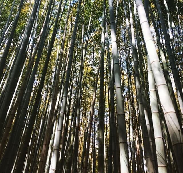 Place Arashiyama Bamboo Forest