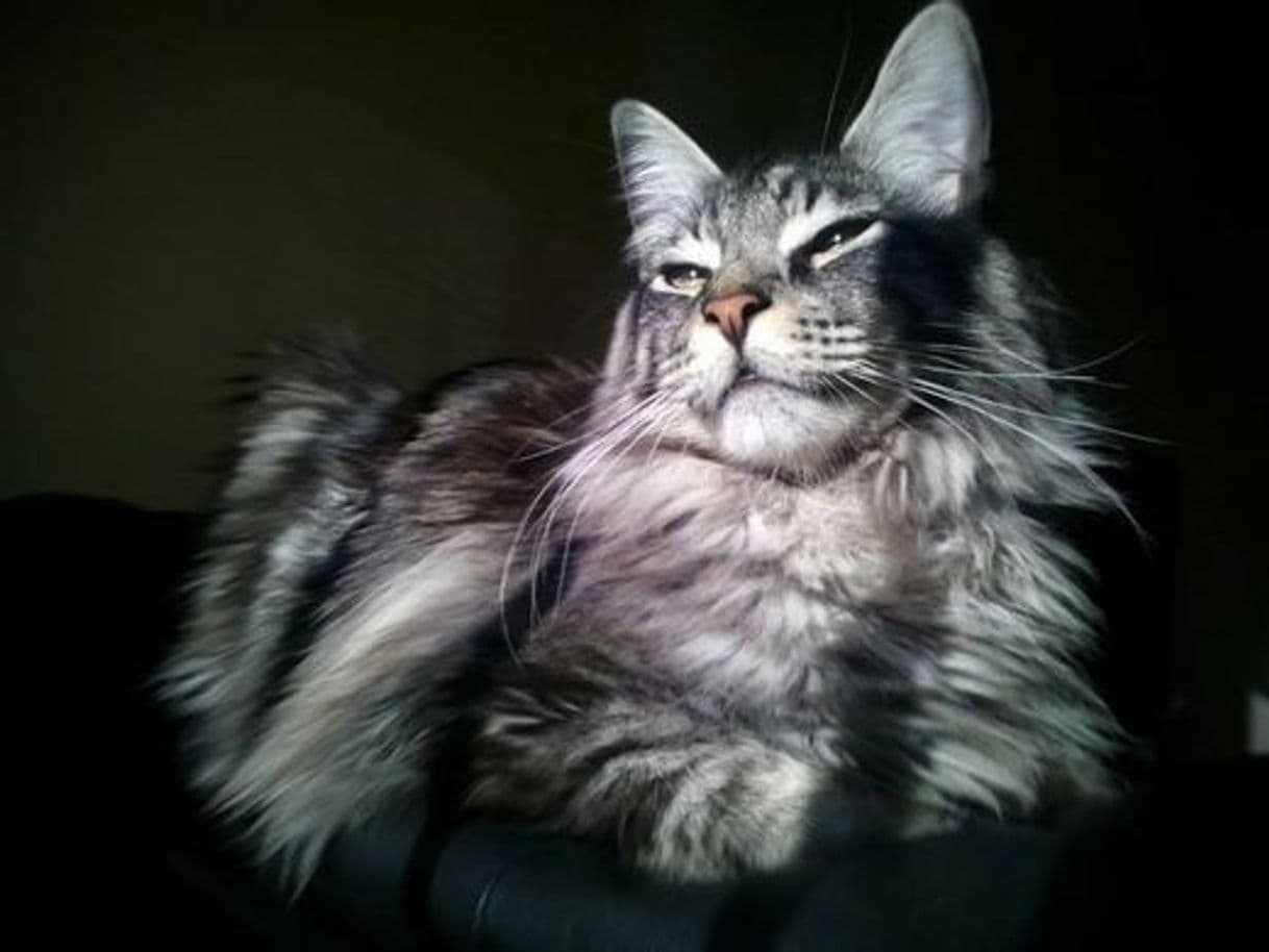 Fashion maine coon