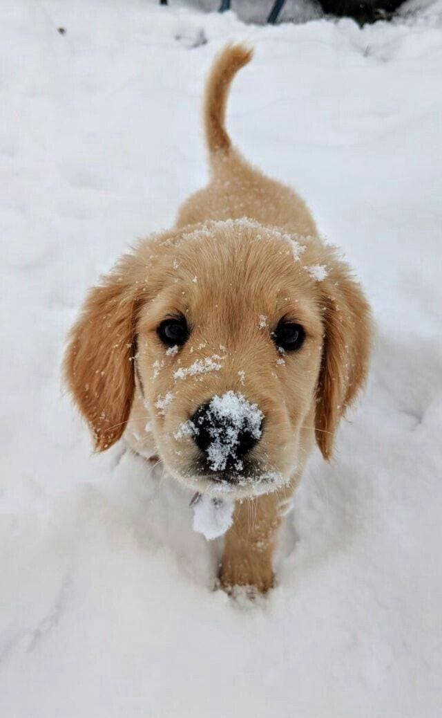 Moda Nevou ❄