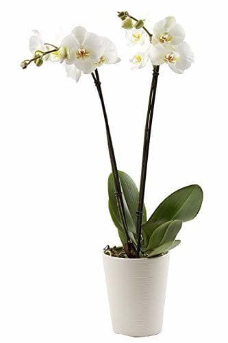 Product Florclick-Planta Orquídea Phalaenopsis blanca natural lista para regalar.