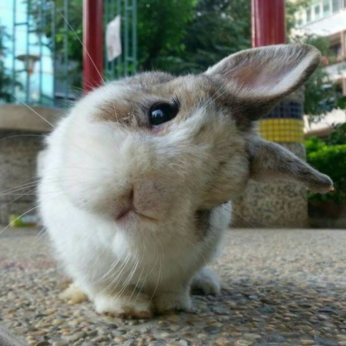 Moda 🐇🐰 CONEJITOS 🐇🐰