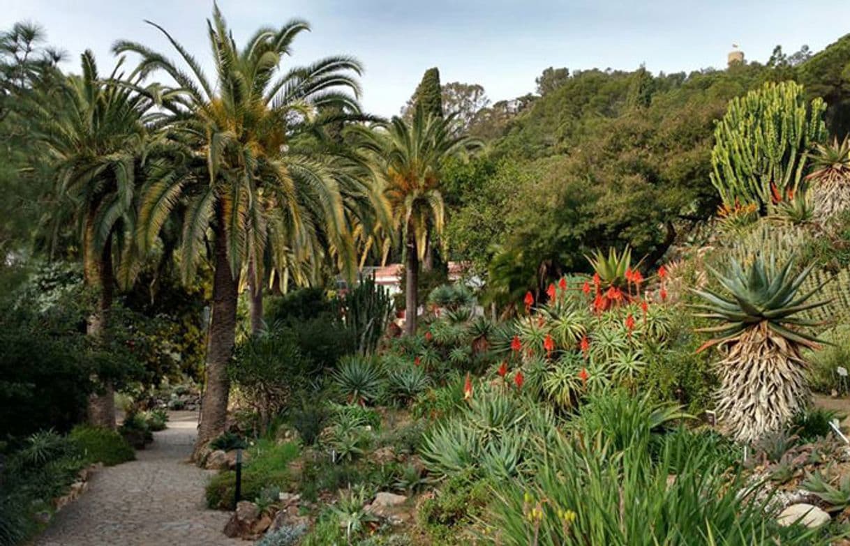 Lugar Jardín Botánico Viera y Clavijo