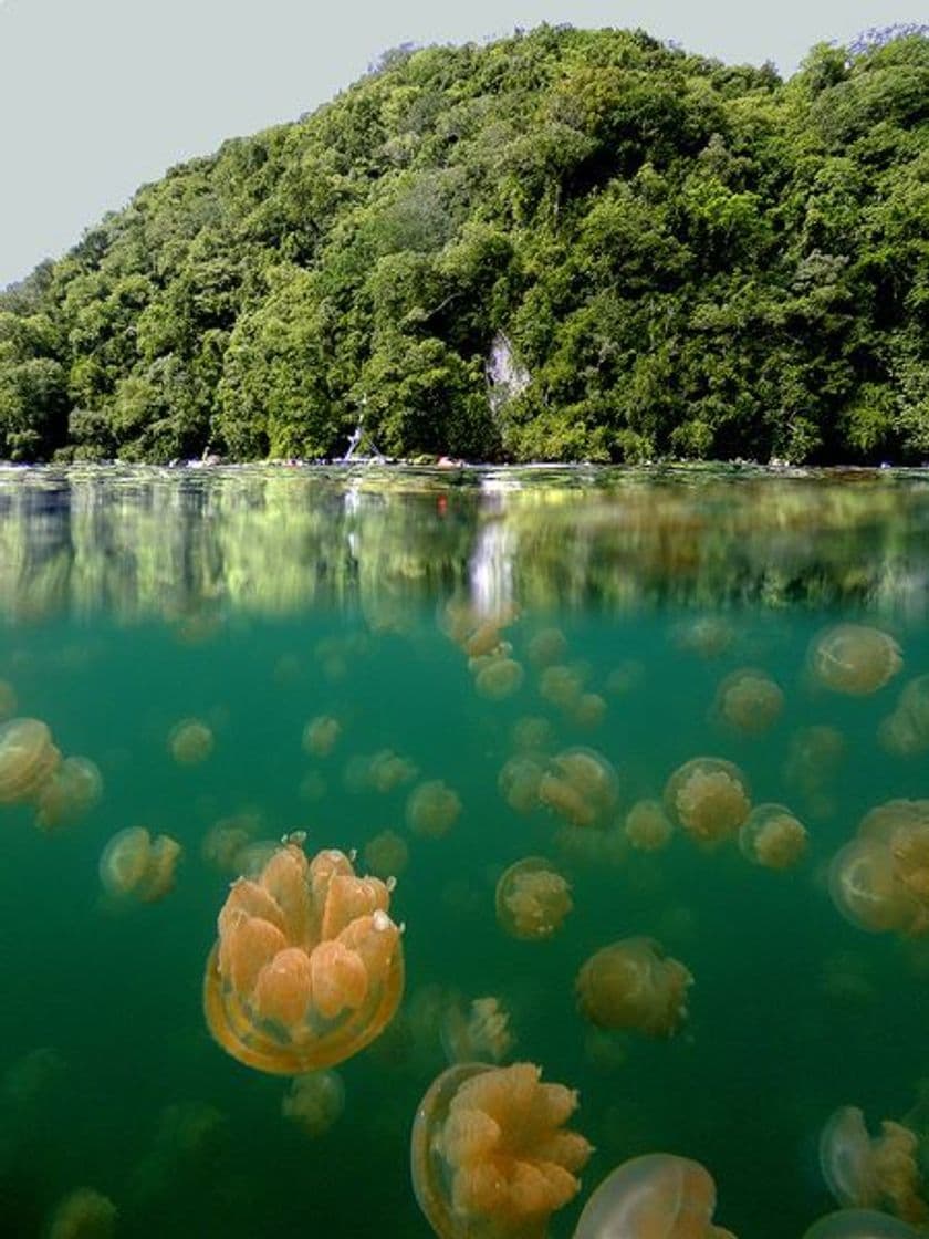 Lugar Jellyfish Lake