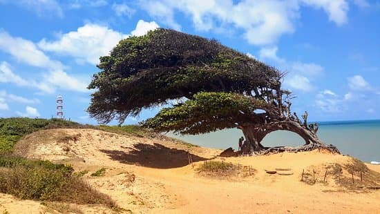 Lugar Árvore do Amor