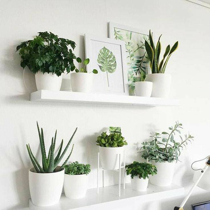 Moda O que toda amante plantas gosta 🌿