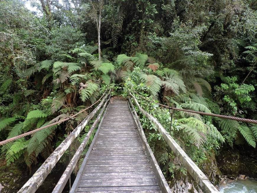 Place Podocarpus National Park