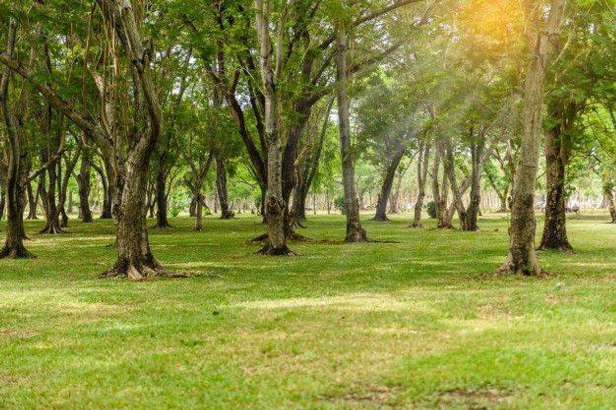 Restaurants São Caetano Park