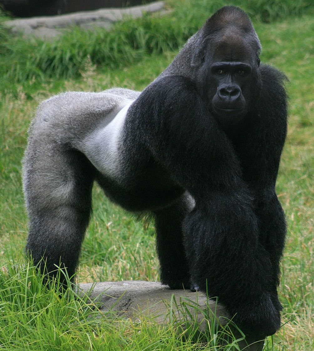 Fashion Gorilla 