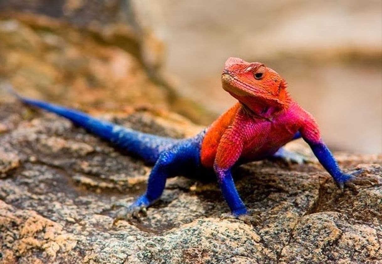 Fashion Lagarto-Agama 